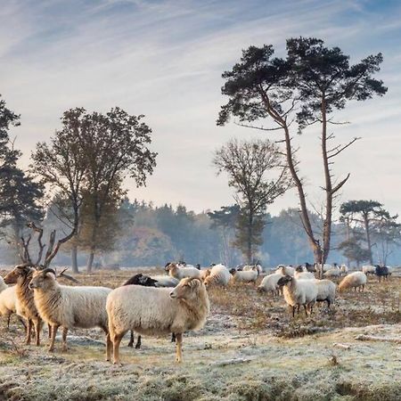 Willa Gezellige Chalet In Bosrijke Omgeving Anloo Zewnętrze zdjęcie